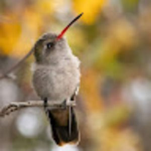 Meet your Posher, Arcelia